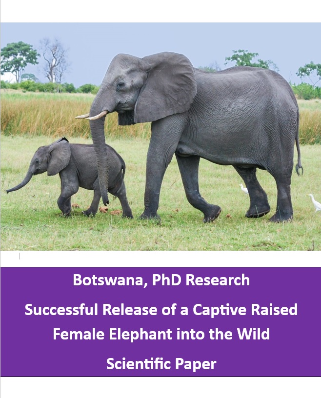 Captive female elephant released into the wild