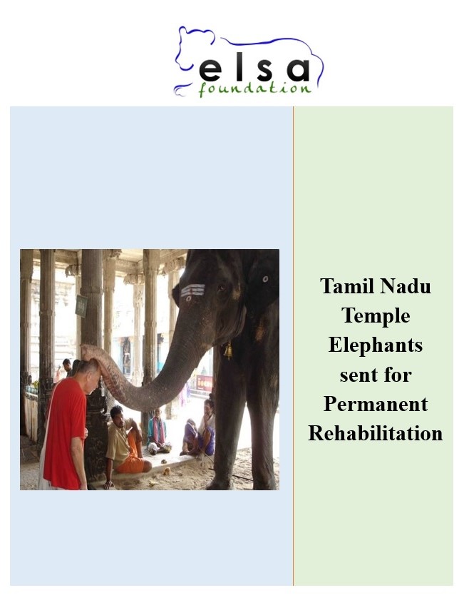 TN Temple Elephants Sent for Permanent Rehabilitation