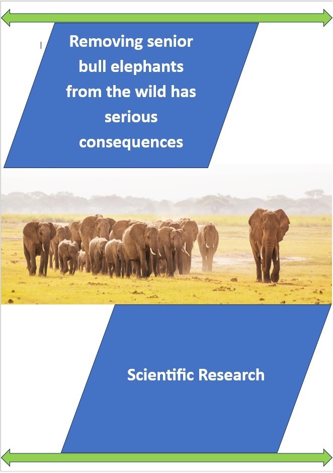 FDs removing senior bull elephants from the wild has serious consequences