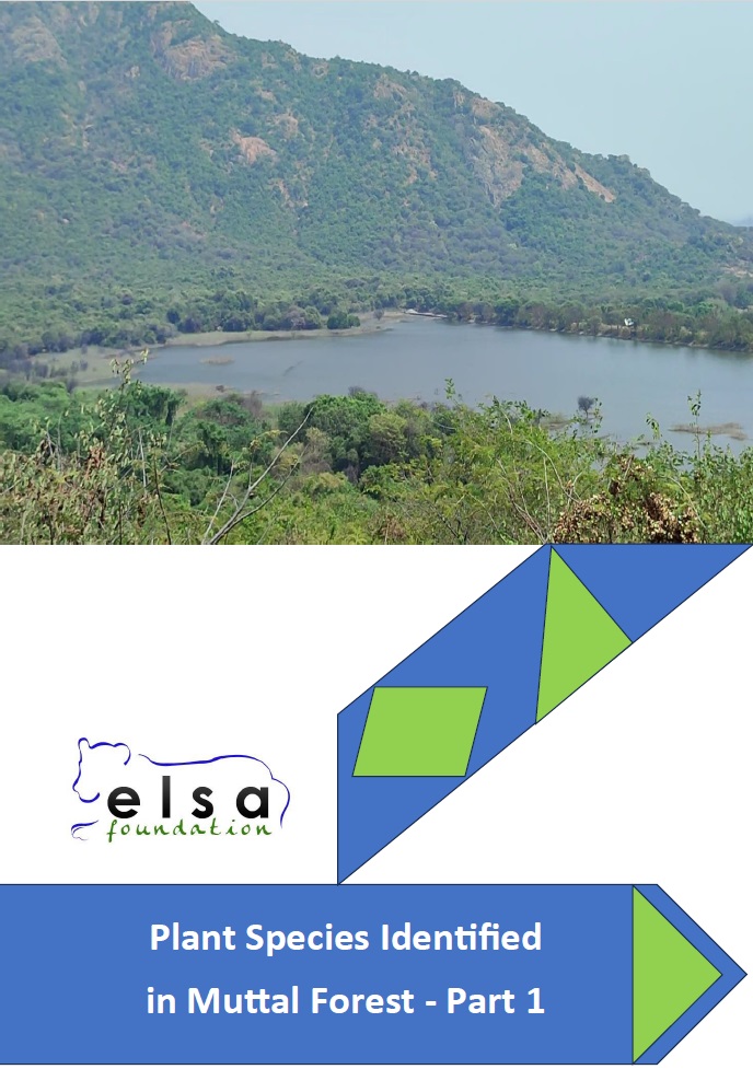 Plants identified in Muttal forest