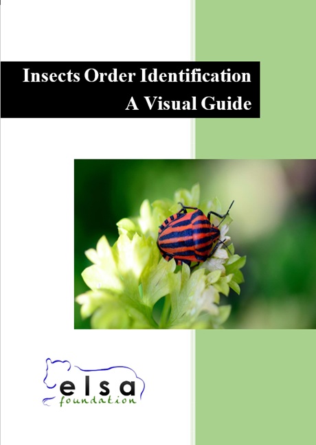 Insects Order Identification Guide